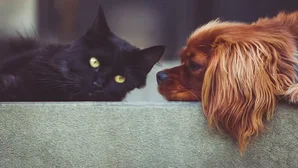 Schwarze Katze und brauner Hund liegen sich auf einer Mauer gegenüber und schauen sich an